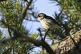 Black-throated Gray Warblerborder=